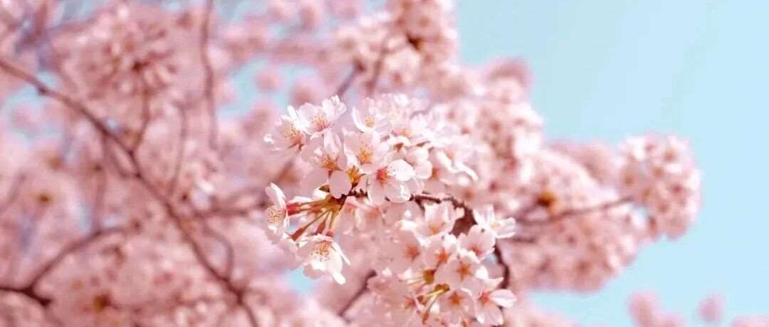 2026年日本留学招生简章